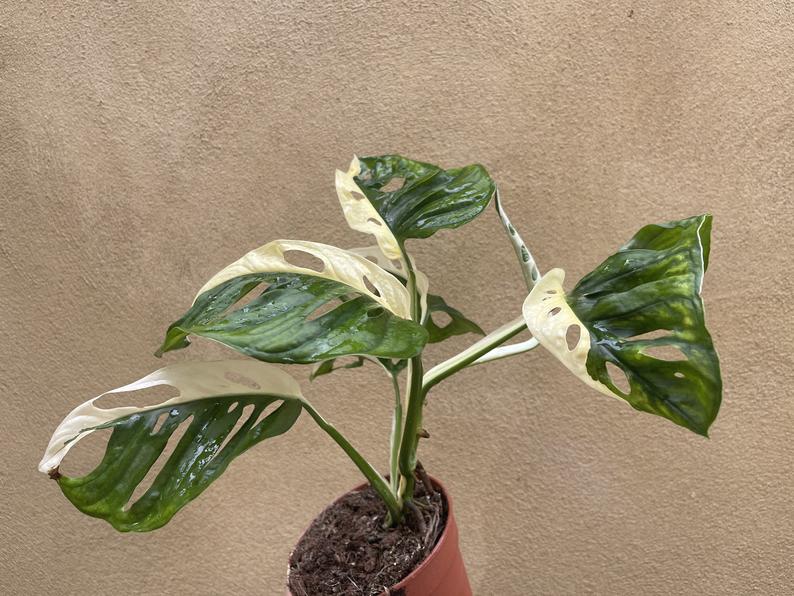 variegated monstera adansonii plant - stun planning half moon