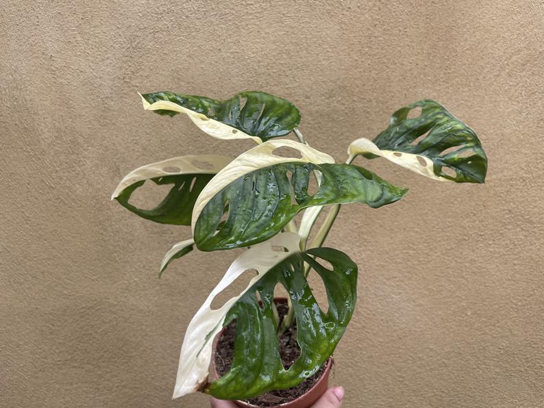 variegated monstera adansonii plant - stun planning half moon