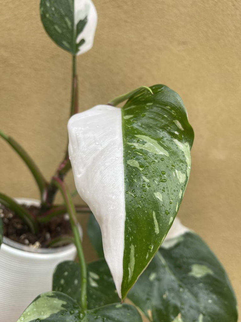 philodendron white princess 1 leaf fresh cutting with aerial root - Th