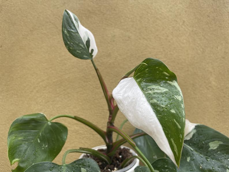 philodendron white princess 1 leaf fresh cutting with aerial root