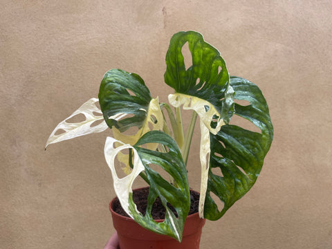 Variegated Monstera Adansonii Plant Care Tips - The Jungle Collective