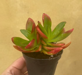 Crassula capitella - crassula Campfirea plant in a tiny 8cm pot -1 stem only - rare succulent - easy growing - Parijat Plant 