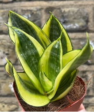 Snake Plant - golden hahnii plant -sansevieria golden hahnii plant in a tiny 7cm pot - low light plant - parijatplant - online selling - shopify best online plant shop - plant shop - plant sale - plant daddy - plant mommy - plant tiktok - plant addicted 