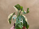 variegated monstera adansonii plant -1 leaf cutting rooted -This cutting selected randomly from the plant shown in the picture - Parijat Plant 