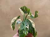 variegated monstera adansonii plant -1 leaf cutting rooted -This cutting selected randomly from the plant shown in the picture - Parijat Plant 